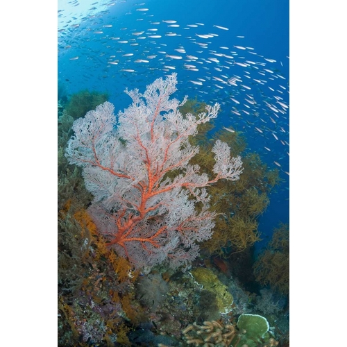 Fish and coral reef, Raja Ampat, Indonesia